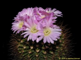 Acanthocalycium spiniflorum v. violaceum 971